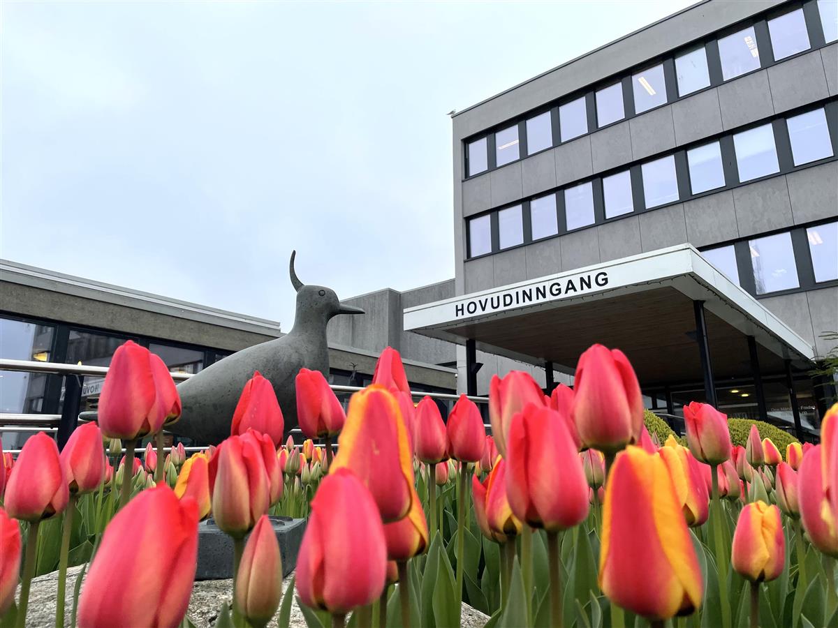 Time rådhus med tulipanar og statuen av vipa i forgrunnen - Klikk for stort bilete